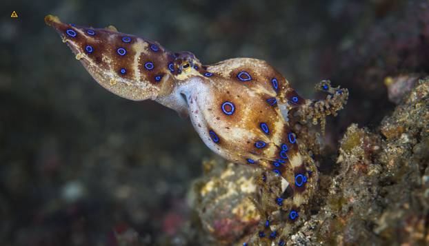 FOTO Ovo su najotrovnije životinje na svijetu: Australci, nije vama nimalo lako dolje...