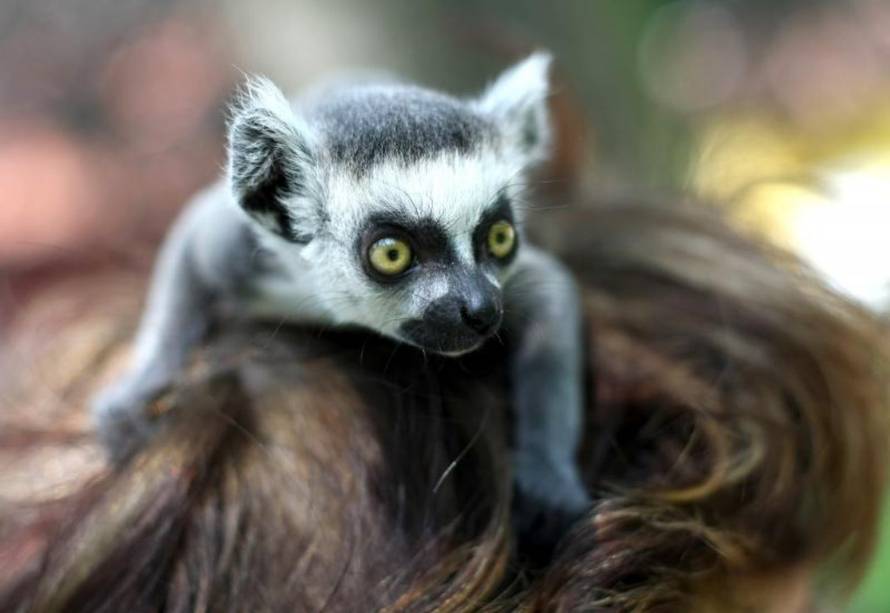 Petar Glebov/PIXSELL