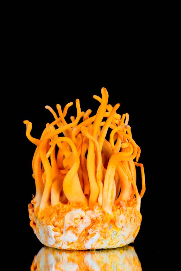 Fresh Cordyceps militaris in Glass bottles