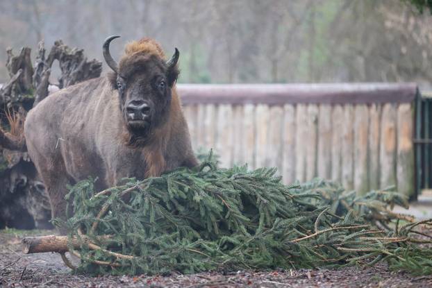 Životinjama u Zoološkom vrtu podijeljena raskićena drvca