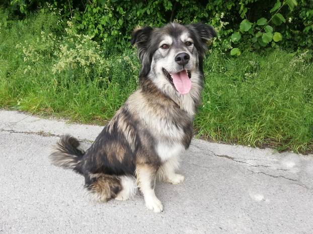 FOTO Ove predivne njuške traže dom: Pružite im priliku za sreću!