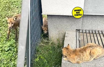 VIDEO Mačka i lisica oči u oči: 'Pun ih je grad. Rekli su nam da ih ne diramo jer nisu opasne'