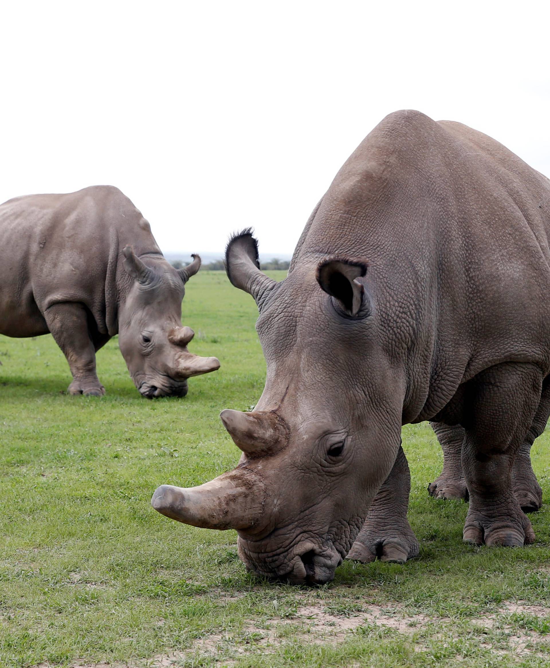 Najin and her daughter Patu, the last two northern white rhino females, graze in their enclosure at the Ol Pejeta Conservancy in Laikipia National Park