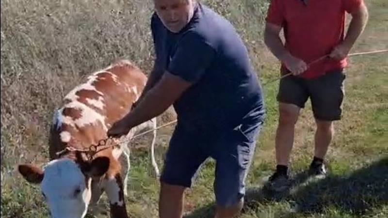 VIDEO Nakon devet dana, spasili su tele koje je cijelo vrijeme bilo uz uginulu majku