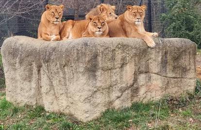 Zagrebački lavovi ponovno riču zoološkim, preboljeli su koronu