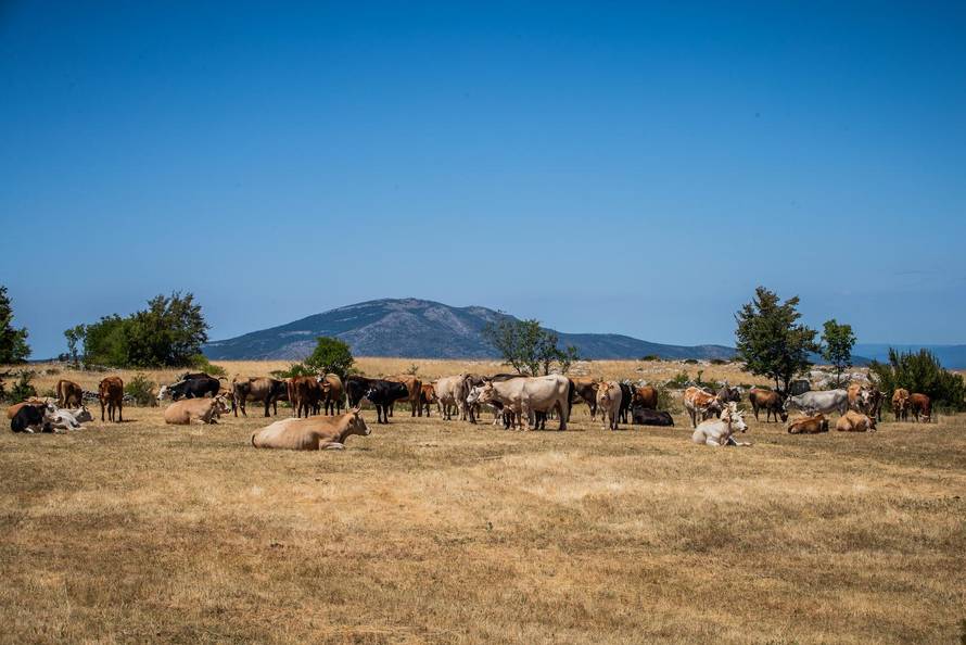 Gornje Maovice: Mjesto gdje je potvrđen slučaj bedrenice
