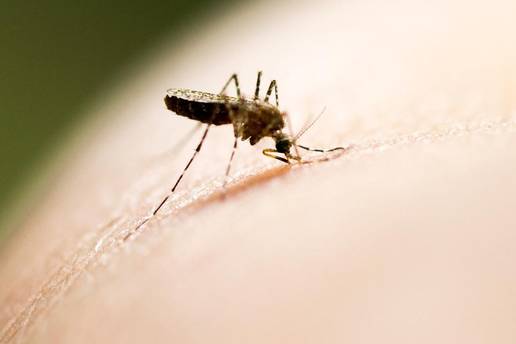 Otac joj ima virus Zapadnog Nila: Jedan dan je cijepao drva, sad je u bolnici, ne mo&zcaron;e hodati