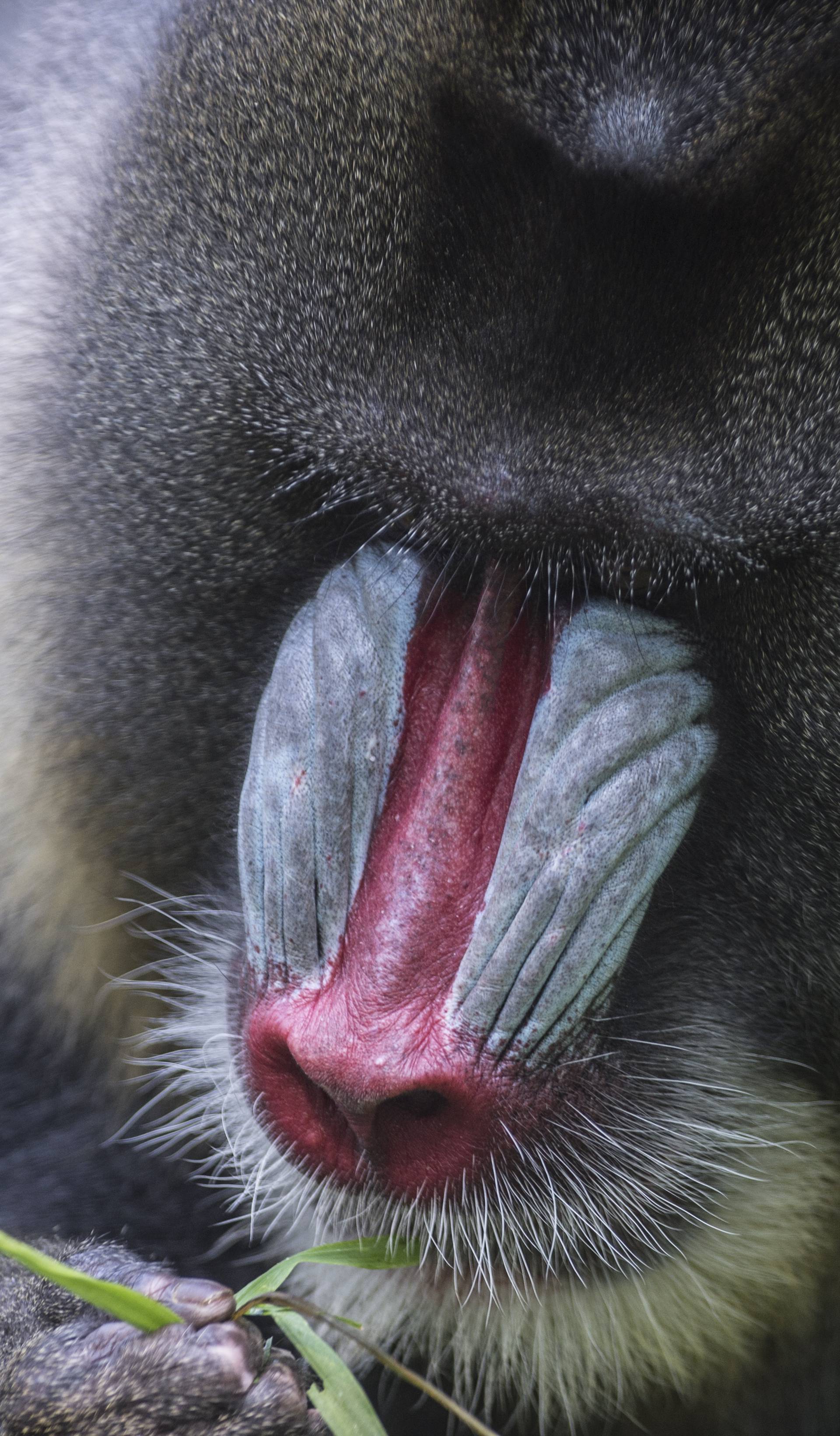 Berlin Zoo - Mandrill