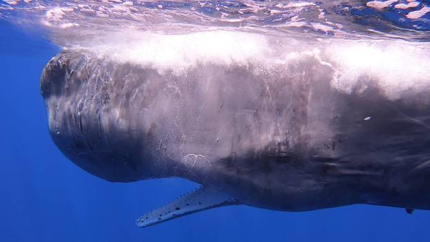Italian coastguard work to free sperm whale entangled in fishing net
