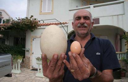 Tražili zeca na Pagu i našli divovsko jaje teško 1,3 kg