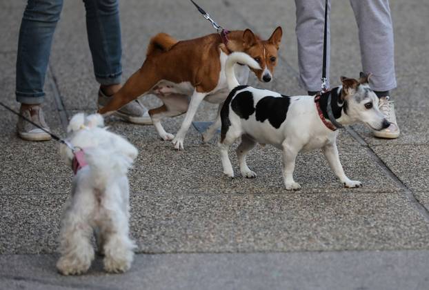 Zagreb: Blagoslov kućnih ljubimaca povodom svetkovine sv. Franje