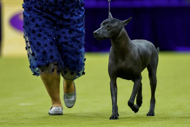 150th Annual Westminster Kennel Club Dog Show in New York City