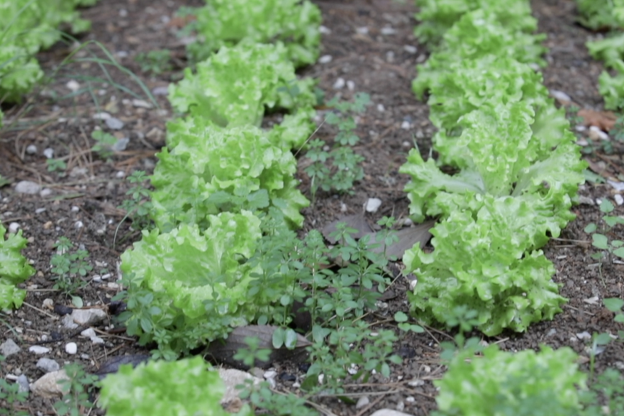 Split: Vila Anti&ccaron;evi&cacute;