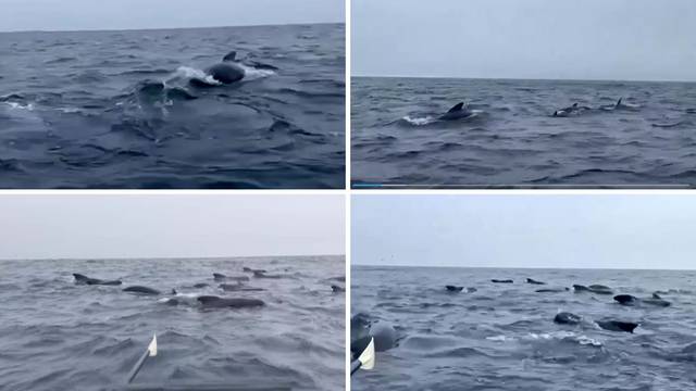 VIDEO Veslao oceanom, čamac mu okružilo jato kitova: 'Tisuće ih je. Predivno je, ali i strašno!'