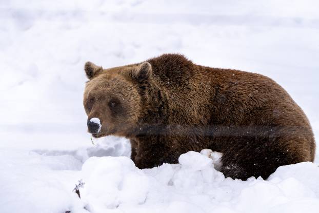 Medvjedi u Kuterevu uživaju u snijegu, zimski san još će malo pričekati