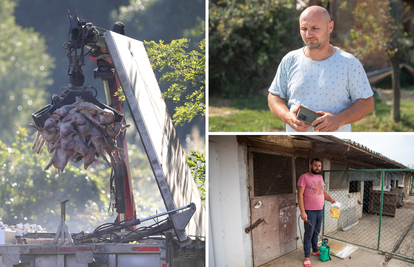 Mnogi uzgajivači zbog kuge već odustaju od svinja, neki još ne: 'Najgore je kad kažu: Pobij sve'