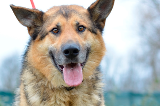 Upoznajte Amona &ndash; razigranog psa koji tra&zcaron;i svoj dom