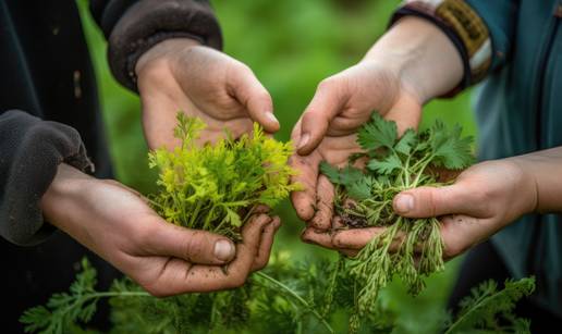Otkrili smo kako svaki dan jesti svježe i zdravo povrće bez svog vrta i odlaska u šoping!
