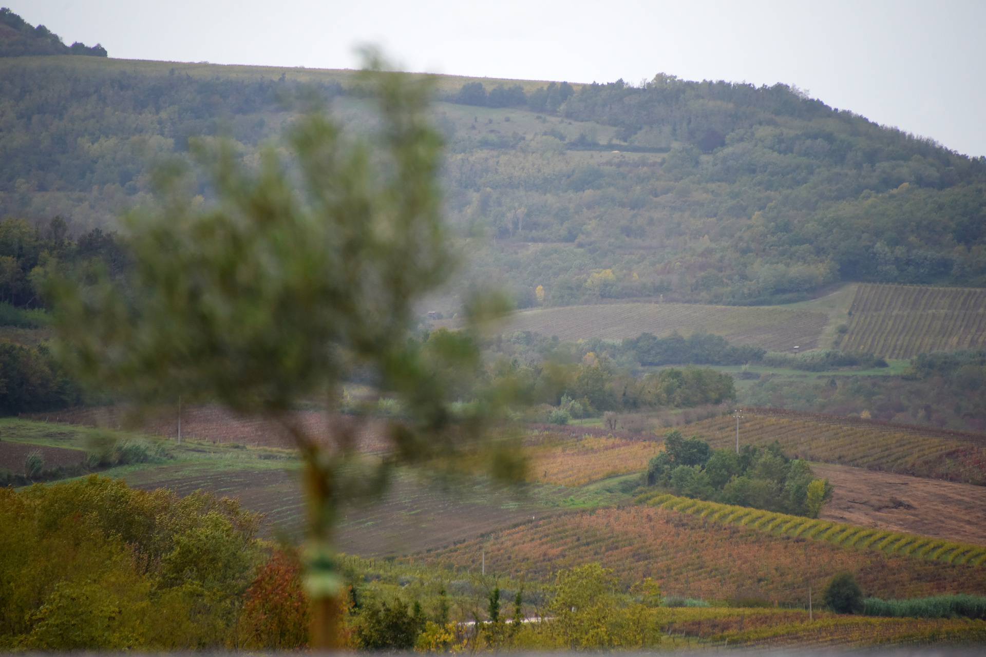 Vinarija Tomaz u Motovunu