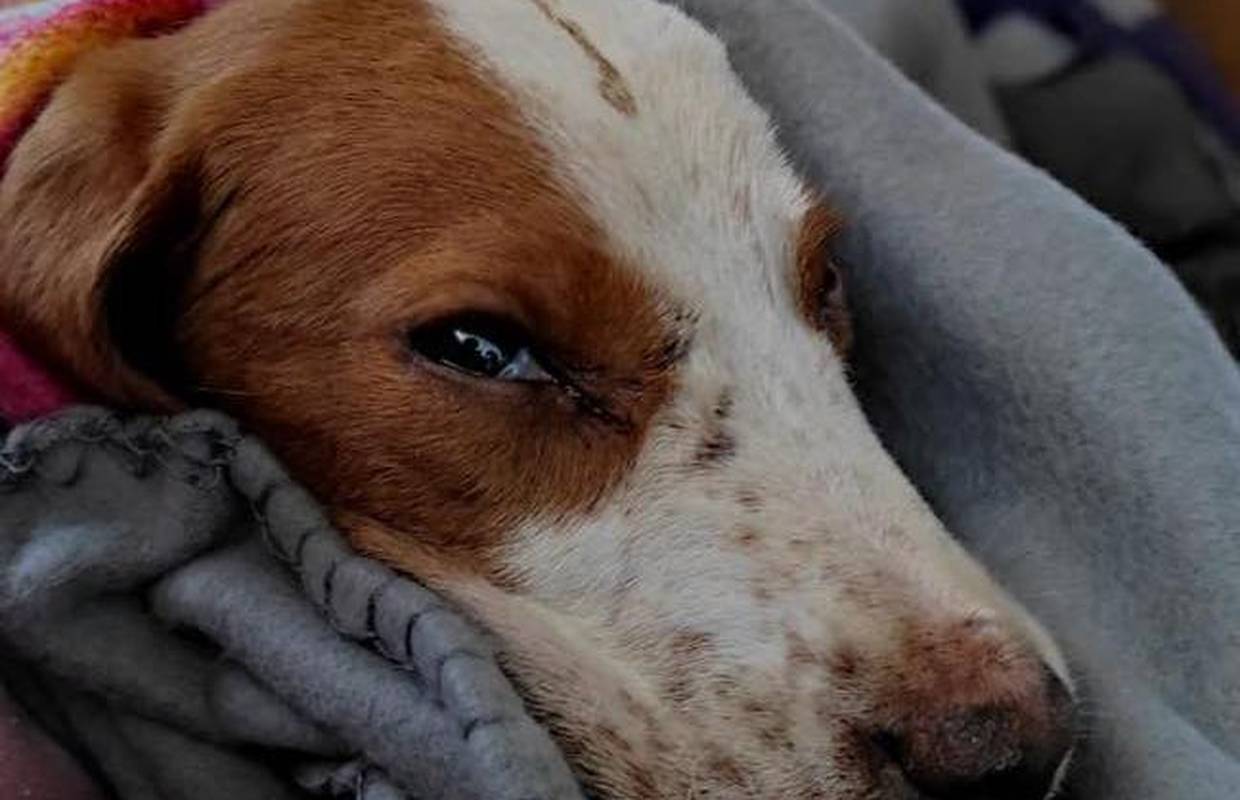 Traži se zlostavljač koji je kujicu Amari izgladnjivao i prebijao! 'Još uvijek je tamo njeno leglo'