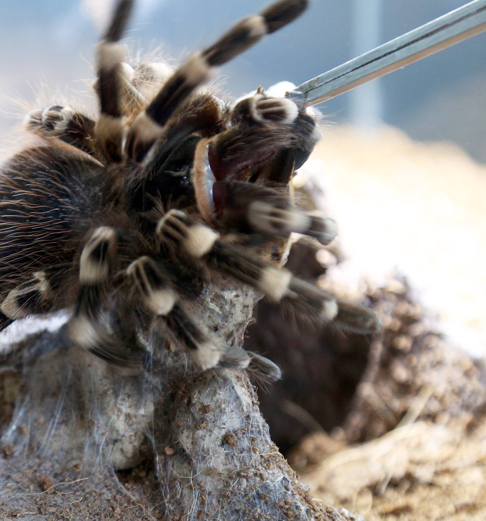 Marko je kralj tarantula: Ima ih 150, a pokrenuo je i posao...