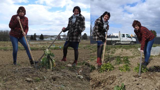 Križevci daju parcele za vrtove za 50 lipa po m2: 'U Magdinim vrtovima sadimo grašak i zelje'