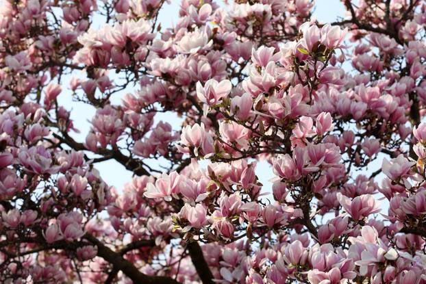 24sata Pula: Magnolija obitelji Borščak u Puli