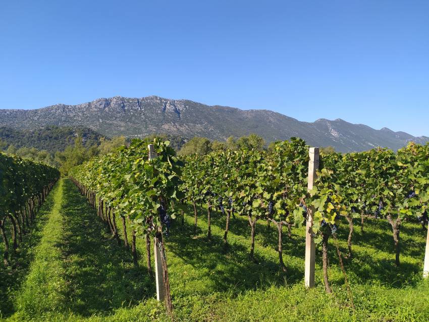 U najvećem hrvatskom vinogorju očekuje se berba grožđa izuzetne kvalitete