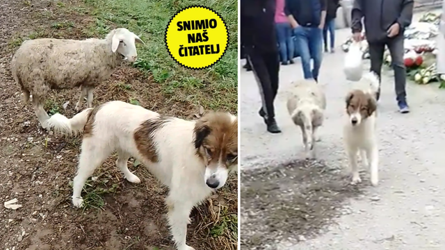 VIDEO Nakon ručka na sajam: Pas i ovca pogledali što se nudi pa krenuli put centra Samobora