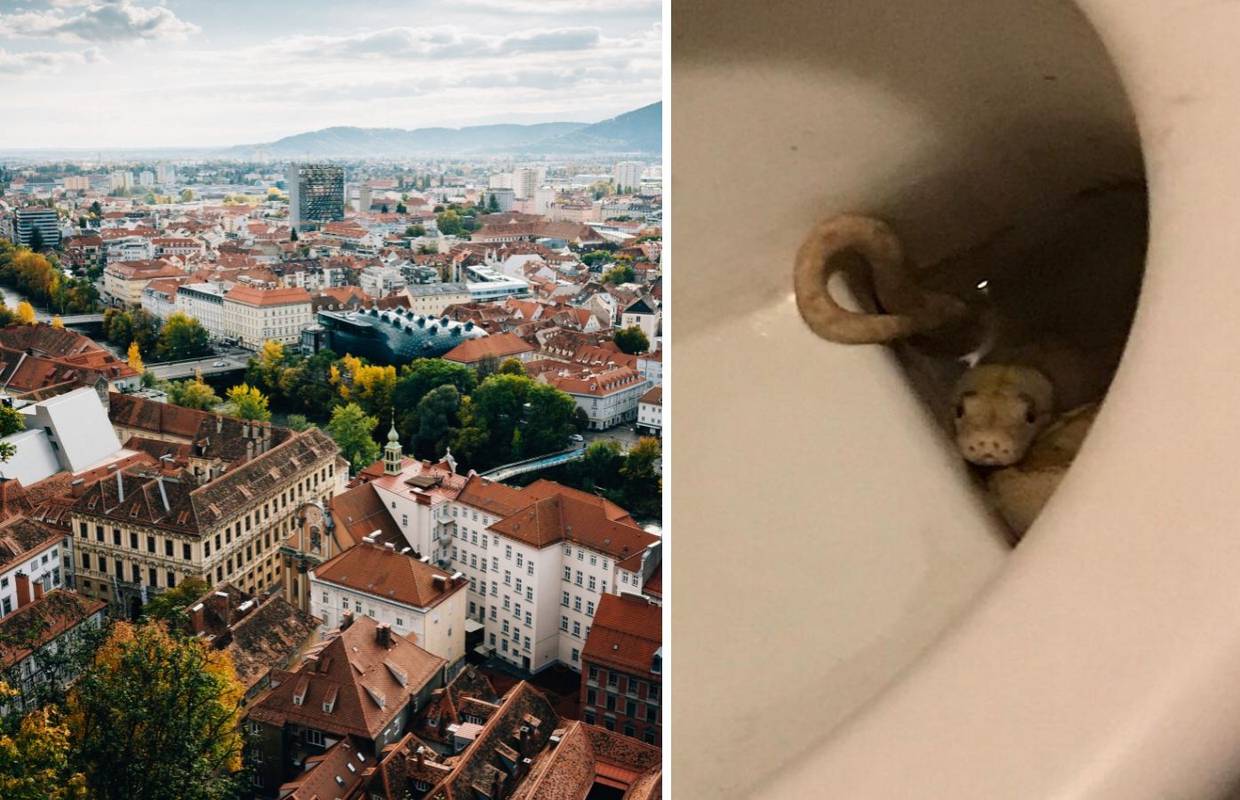 Strava u Grazu: Piton zgrabio muškarca za penis na wc-u