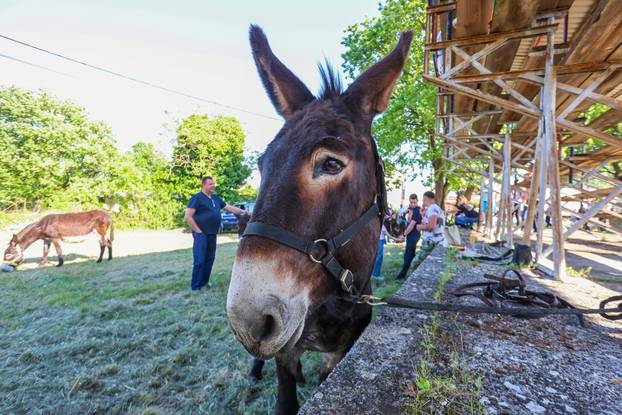 Pula: Održana je tradicionalna 55. Trka na tovari