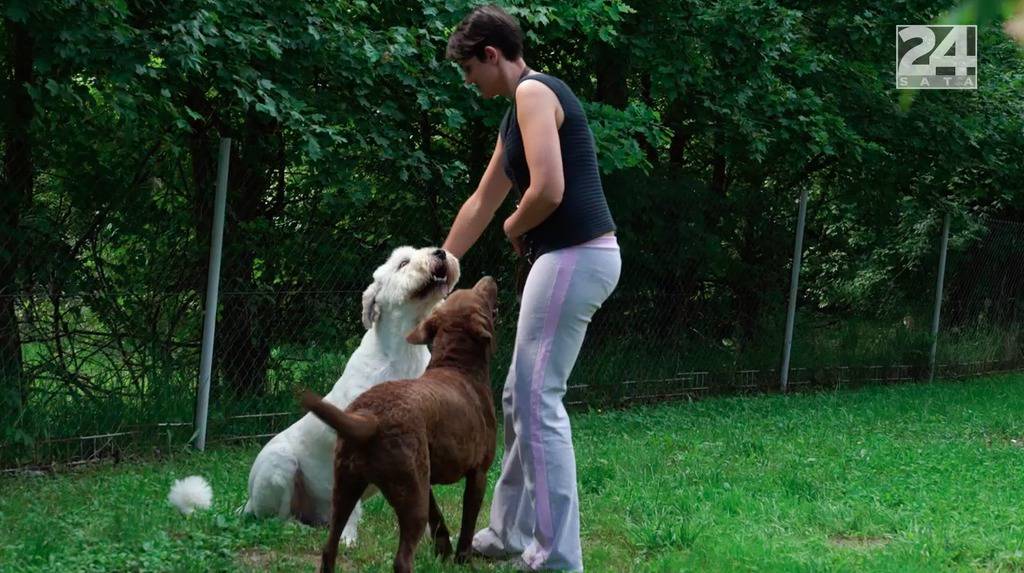 Hrvatska šaptačica psima: Uz njih jede, spava i živi svoj san