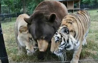 Spojila ih je sudbina: Tigar, lav  i medo nerazdvojna su obitelj