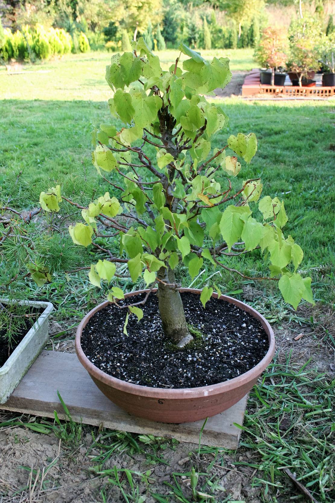 Jedini u Europi uzgajaju mini bonsai drvca od domaćih vrsta