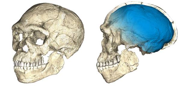 Two views of a composite reconstruction of the earliest known Homo sapiens fossils from Jebel Irhoud in Morocco are shown in this handout photo