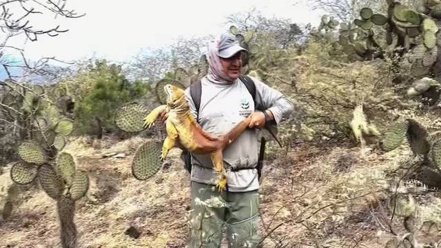 Yellow iguanas in Galapagos defy extinction, population rebounds