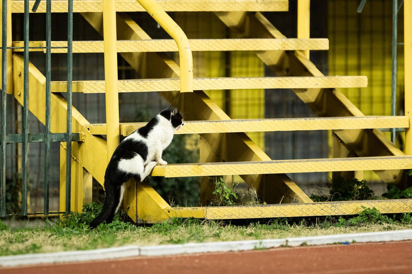 Split: Znatiželjna mačka na utakmici Hajduka i Lokomotive