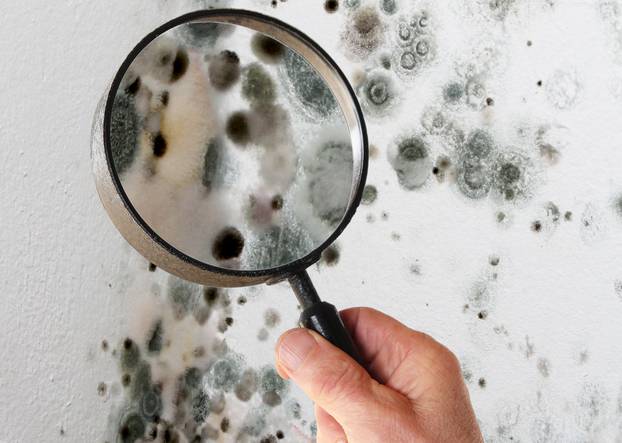 Man with magnifying glass checking mold fungus