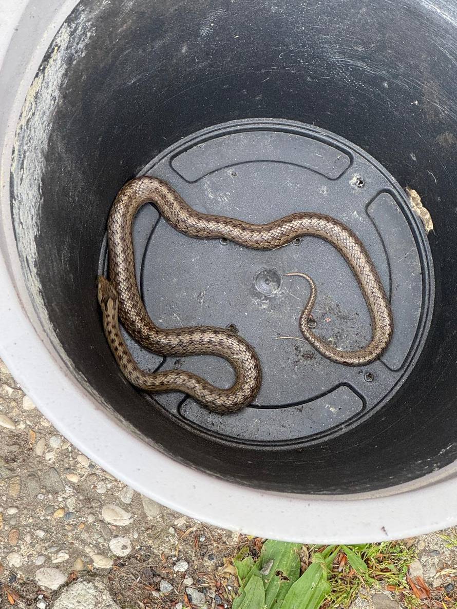 FOTO U šest mjeseci iz Dumovca imali 1075 intervencija: 'Bilo je tu pitona, ježeva, sova...'