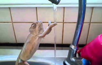 Čak i kameleoni znaju da prije jela uvijek treba oprati ruke