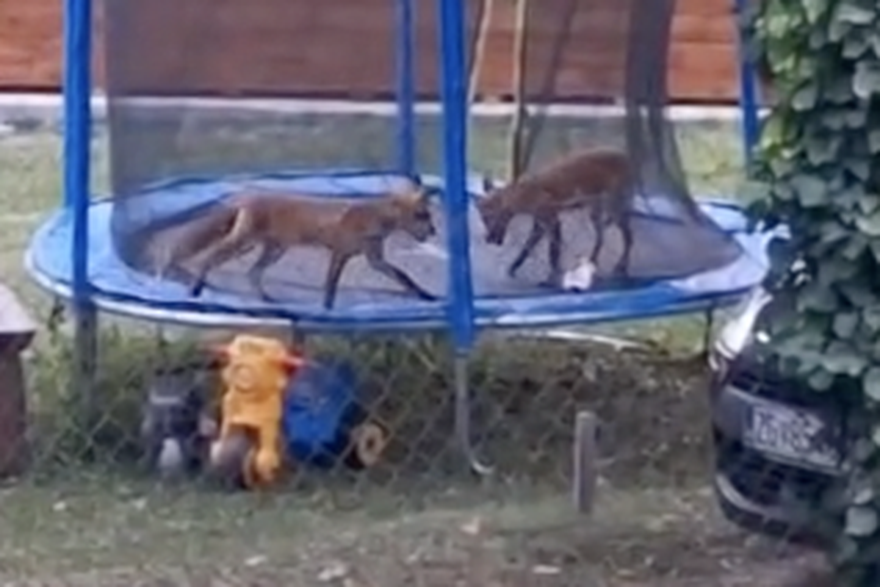 Lisice se igraju u trampolinu