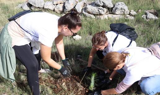 FOTO Više od tristo volontera sudjelovalo u pošumljavanju Grebaštice kod Šibenika