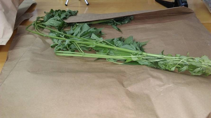 Osim maloljetnika: Svi zagorski dileri dobili po 30 dana pritvora