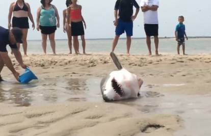 Rijetki prizor: Velika bijela psina zaglavila u pijesku