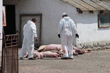 Jagodnjak: Zapo&ccaron;ela je eutanazija &zcaron;ivotinja zara&zcaron;enih svinjskom kugom