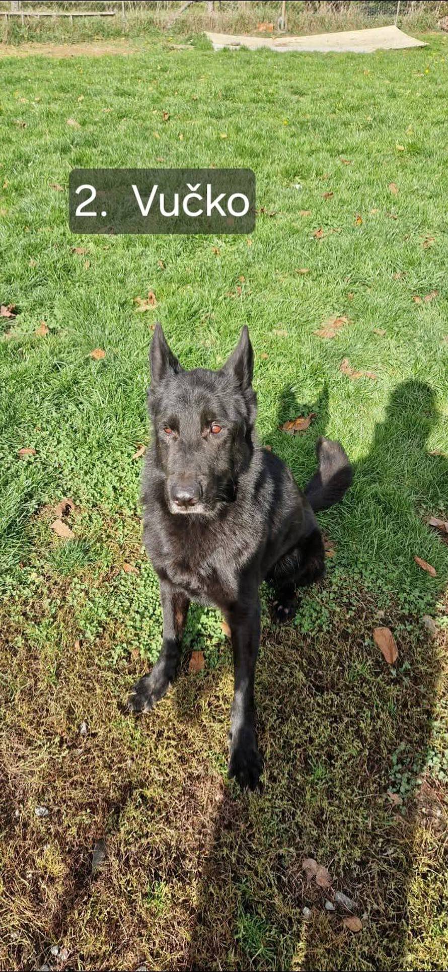 FOTO Sretan kraj priče o psima koji su razminiravali Hrvatsku: Svi su dobili svoje nove obitelji