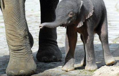 Preslatki slonić Tika zabavlja posjetitelje zoo-a