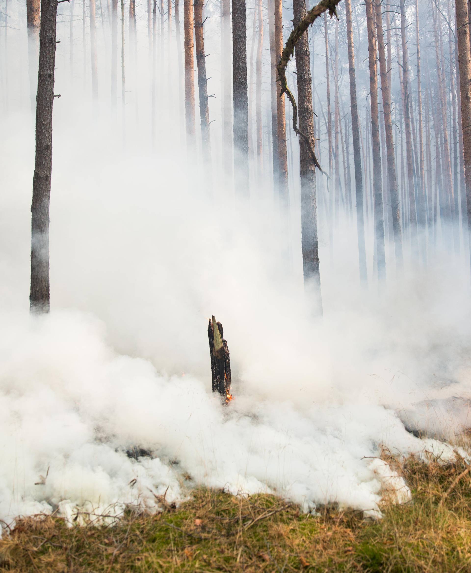 Major forest fire near Potsdam