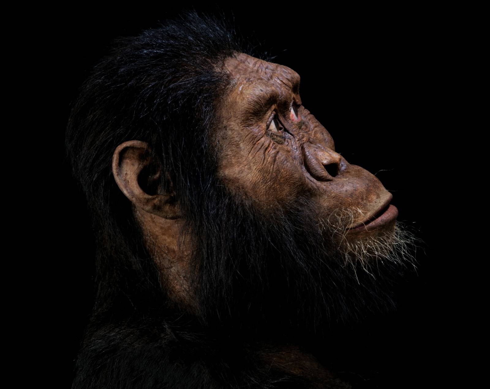Handout photo of a facial reconstruction by John Gurche of the species Australopithecus anamensis, based on a nearly complete cranium fossil discovered in 2016 in Ethiopia