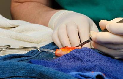 George je k'o nov: Operacijom su zlatnoj ribici uklonili tumor